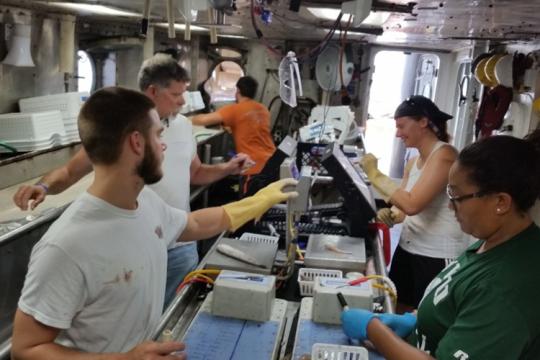 A team of scientists sampling groundfish at sea.