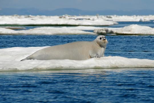 Bearded seal laying on ice on water