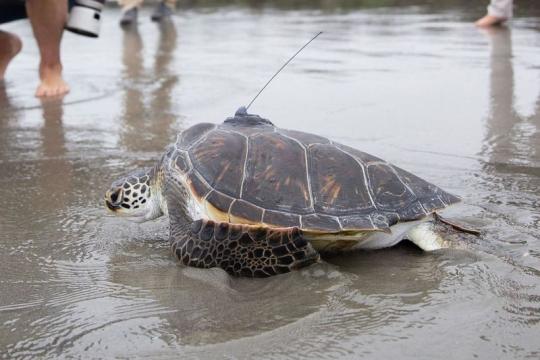 A turtle with a tracker installed 